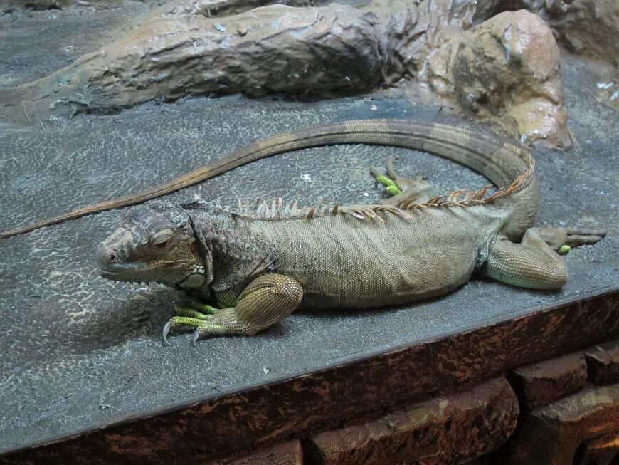 Ялтинский крокодиляриум