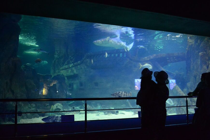 Океанариум в Адлере Sochi Discovery World Aquarium