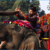 Фестиваль слонов в Сайнябули