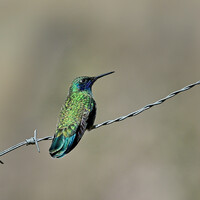 Синехвостый изумрудный колибри, Chlorostilbon mellisugus, Blue-tailed Emerald