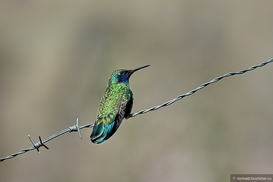 Синехвостый изумрудный колибри, Chlorostilbon mellisugus, Blue-tailed Emerald