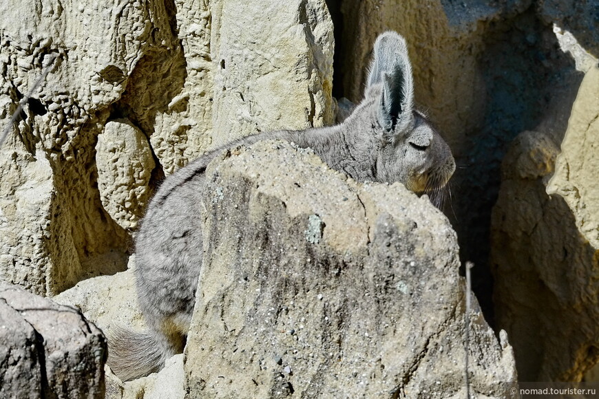 Южная вискаша, Lagidium viscacia, Southern viscacha