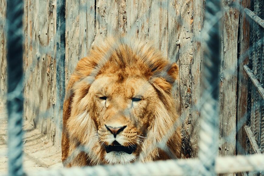 «Царь» зоопарка