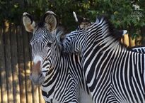 01-Zebras.jpg