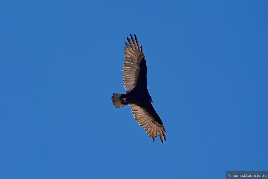 Гриф-индейка, Cathartes aura, Turkey Vulture