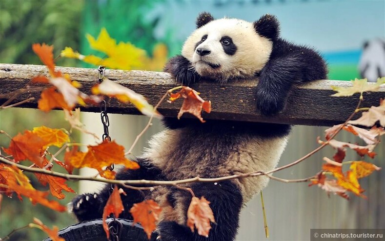 13 интересных фактов о пандах