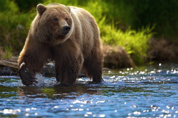 В заповеднике Столбы туристы 11 раз за неделю встречали медведей  