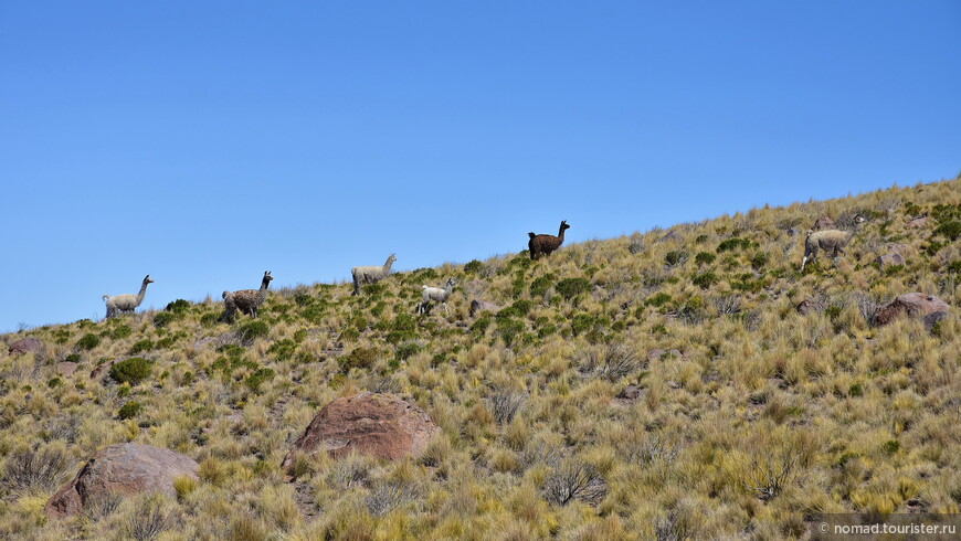 Bolivia te espera! Часть 4