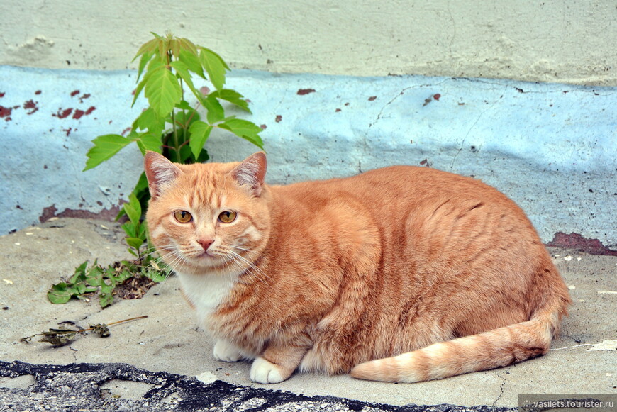 Калуга кошачья и космическая