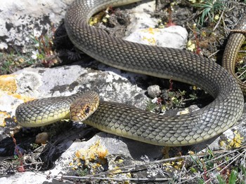 В Крыму появилось большое число змей
