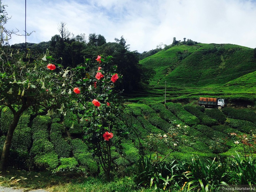 День 6. Малайзия. Чайная плантация, Камеронские возвышенности, лангуры и парк светлячков