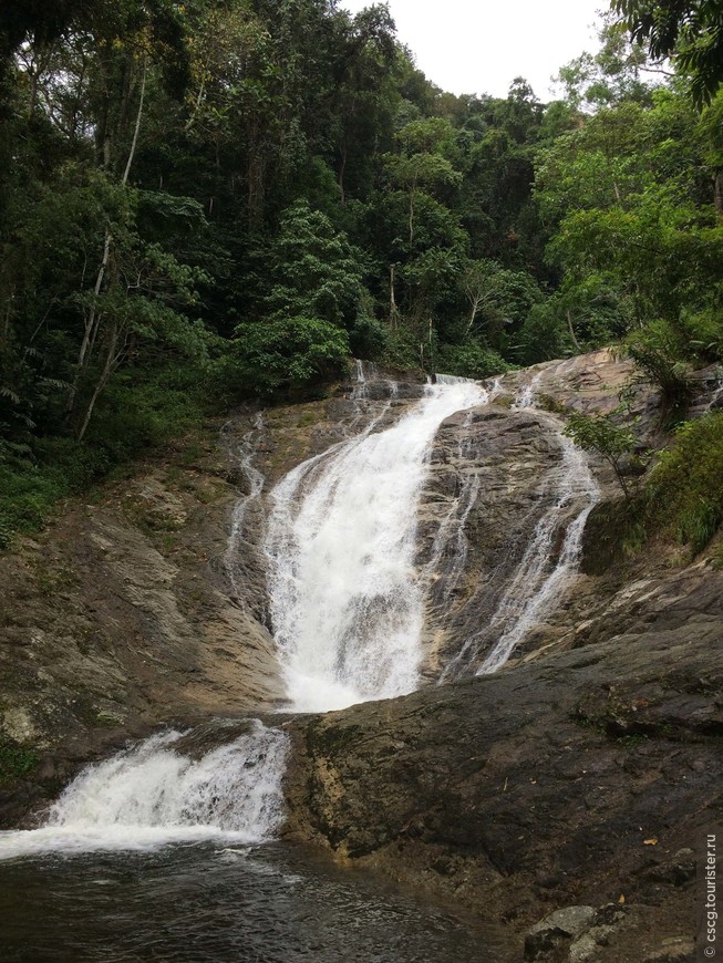 День 6. Малайзия. Чайная плантация, Камеронские возвышенности, лангуры и парк светлячков