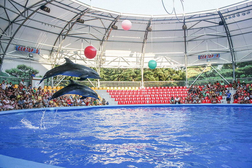 Представления в дельфинарии Акварель