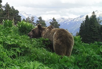 За один день в Кавказском заповеднике фотограф встретил 34 медведя 