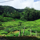 Чайная плантация и фабрика чая BOH