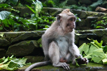 На Бали обезьяны нападают на туристов 