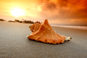 Во Флориде туристка получила 15 суток за сбор ракушек на пляже 