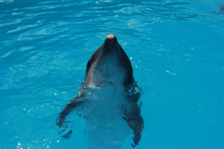 Дельфинарий в Ейске