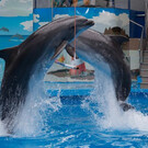 Дельфинарий в Сочи Парке