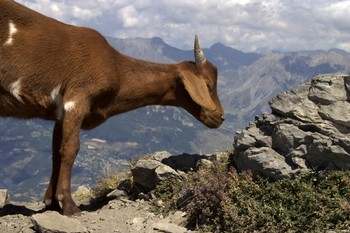 Во Франции горный козел напал на туриста 