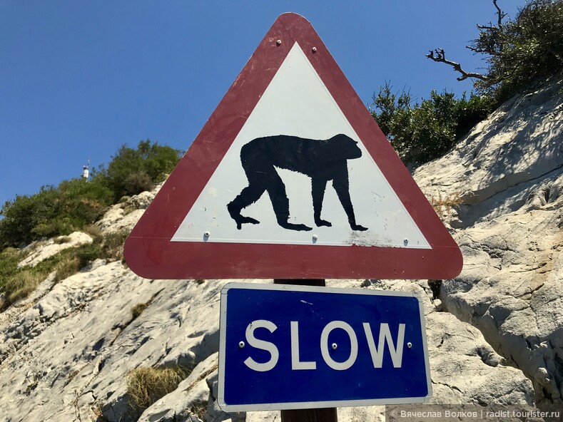 Единственное место в Европе, где обитают обезьяны