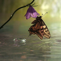 Королевство бабочек