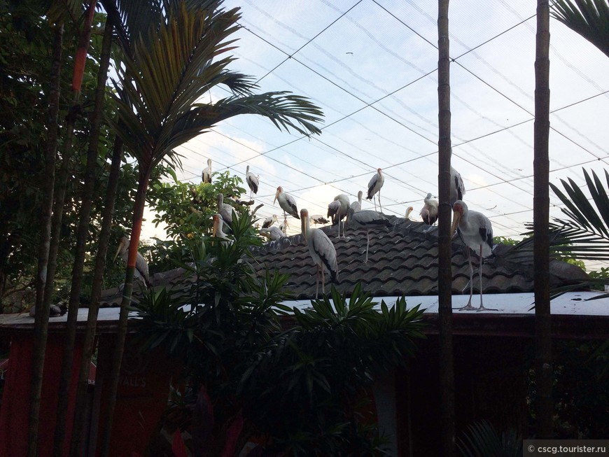 День 7. Куала-Лумпур. Башни Петронас, парк птиц, башня Менара и центральный парк