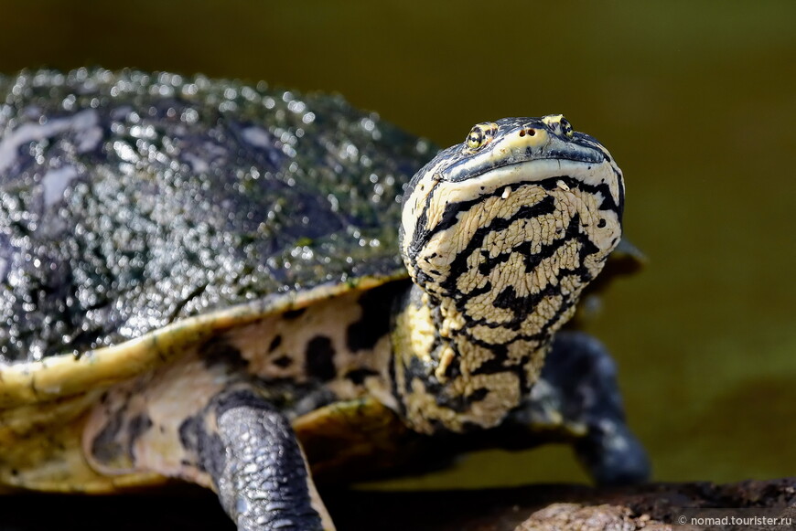 Жабоголовая черепаха, Phrynops geoffroanus, Geoffroy's Sideneck Turtle