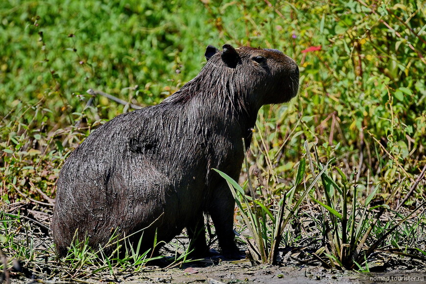 Капибара, Hydrochoerus hydrochaeris, Capybara