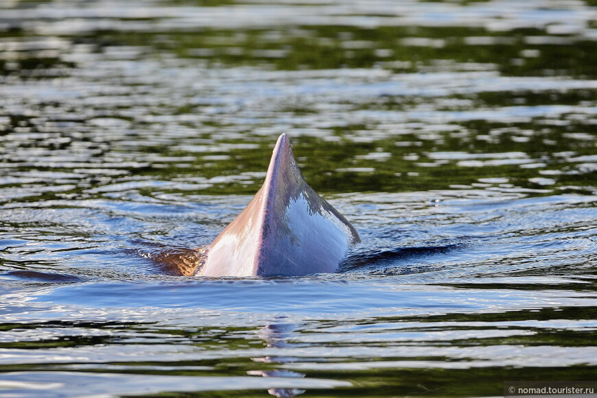 Амазонский дельфин, Inia geoffrensis, Amazon river dolphin