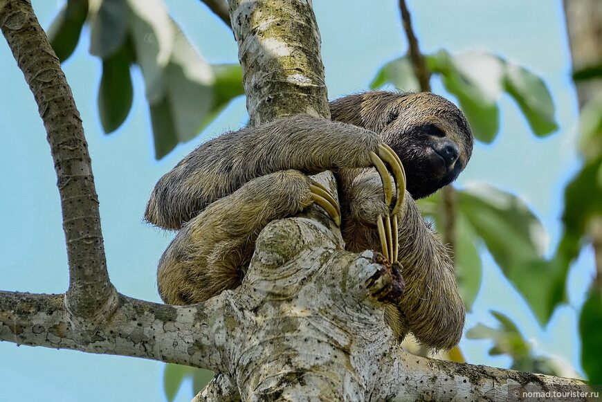Бурогорлый ленивец, Bradypus variegatus, Brown-throated three-toed sloth