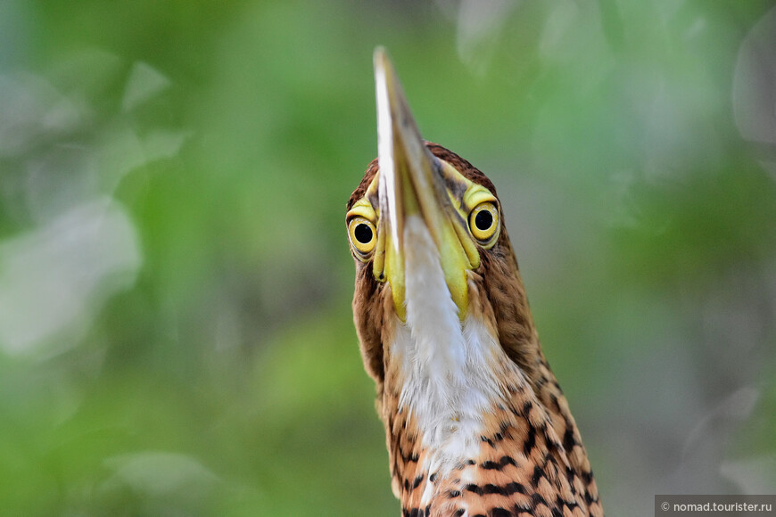 Мраморная тигровая цапля, Tigrisoma marmoratum, Rufescent Tiger-Heron, молодая птица