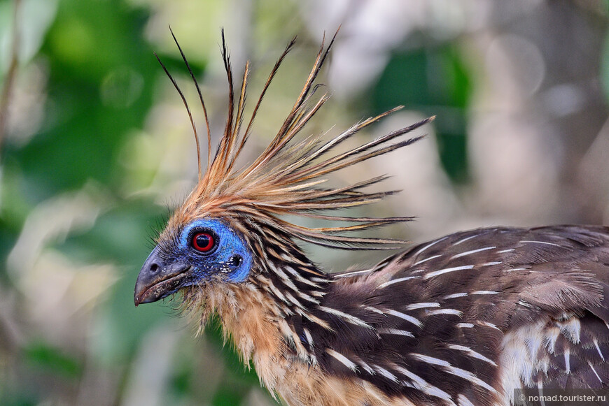 Гоацин, Opisthocomus hoazin, Hoatzin