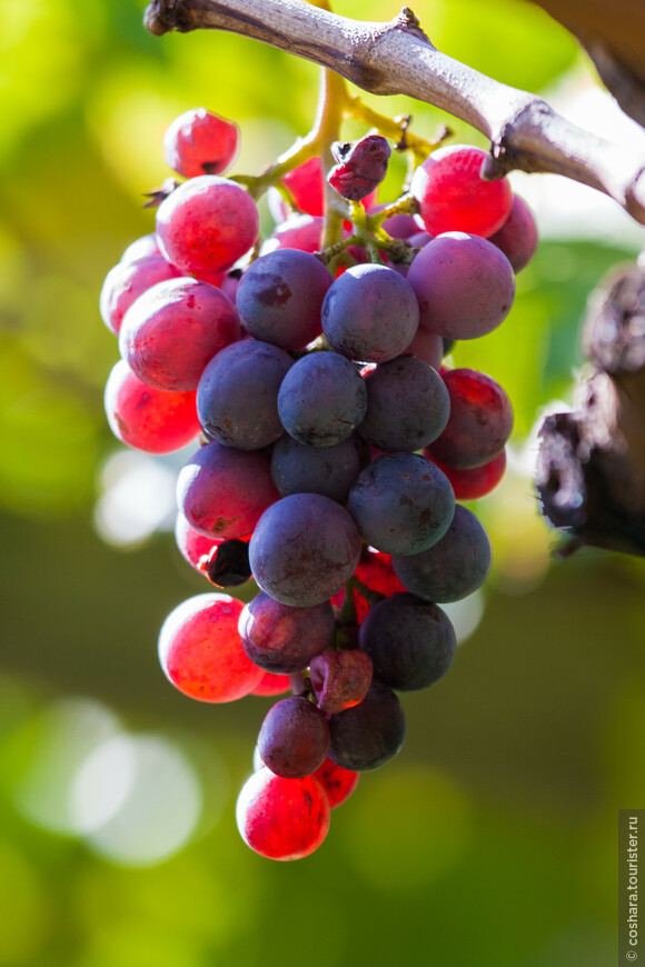 О вино, что древнее, чем сам виноград!  Нас зовет его блеск, нас манит аромат!