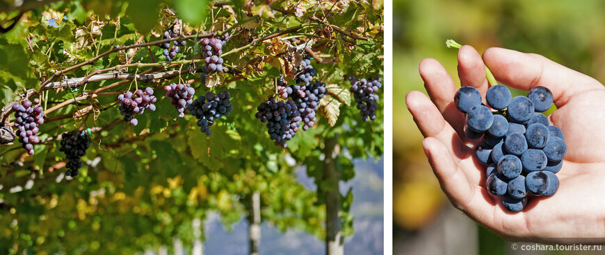 О вино, что древнее, чем сам виноград!  Нас зовет его блеск, нас манит аромат!