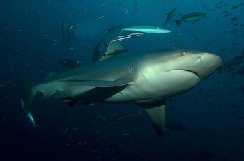 Из океанариума в США украли акулу 