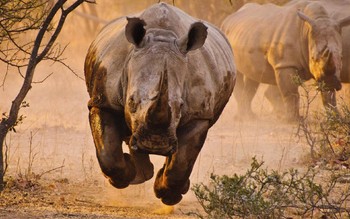 В Мексике носорог напал на джип с туристами 