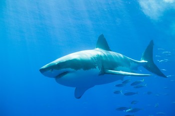 В Египте турист погиб из-за нападения акулы 