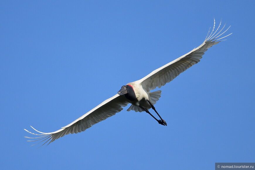 Бразильский ябиру, Jabiru mycteria, Jabiru