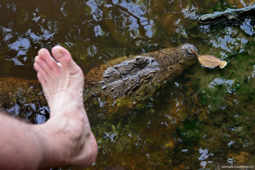 Парагвайский кайман, Caiman yacare, Yacare caiman