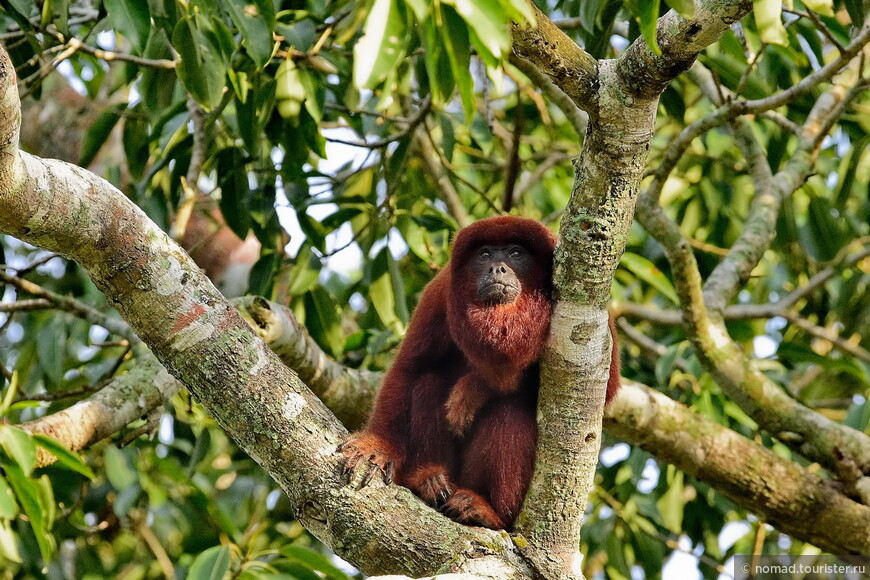 Боливийский ревун, Alouatta sara, Bolivian red howler