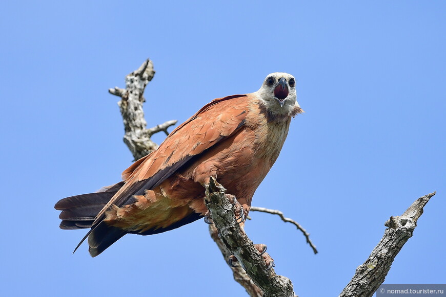 Рыбный канюк, Busarellus nigricollis , Black-collared Hawk