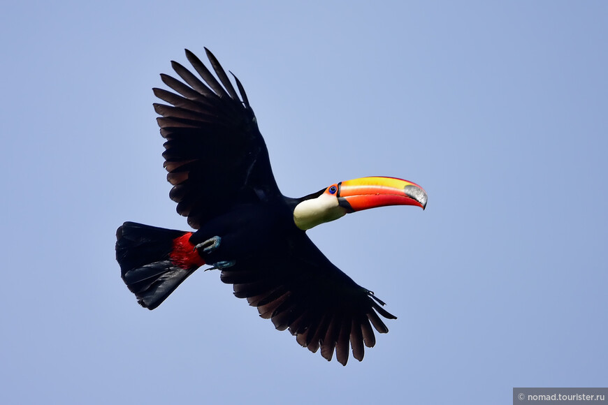 Большой тукан, Ramphastos toco, Toco Toucan