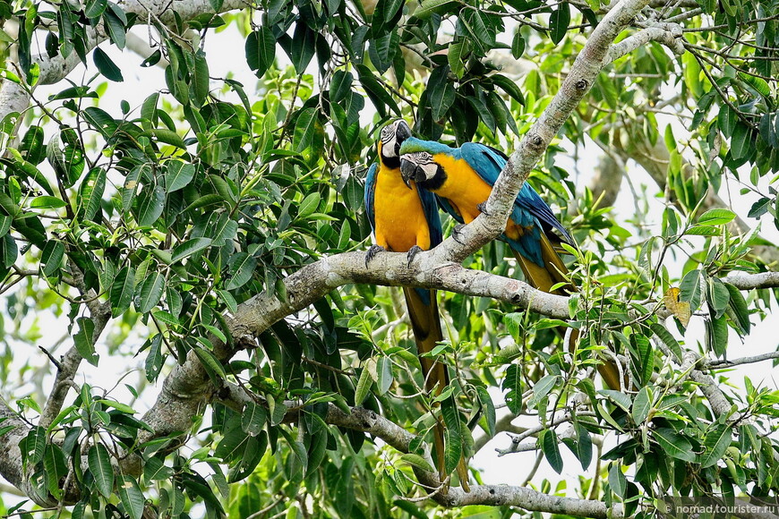 Сине-жёлтый ара, Ara ararauna, Blue-and-yellow Macaw