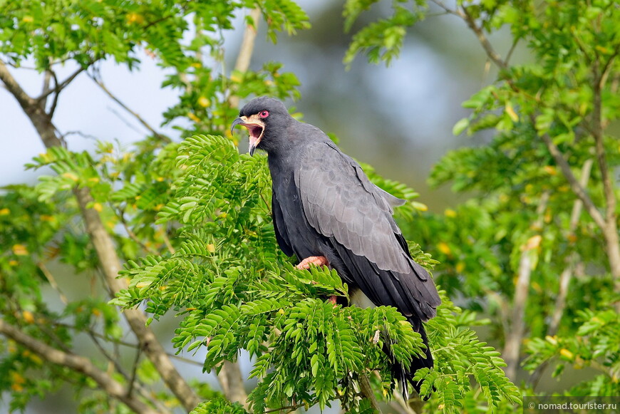 Общественный коршун-слизнеед, Rostrhamus sociabilis, Snail Kite