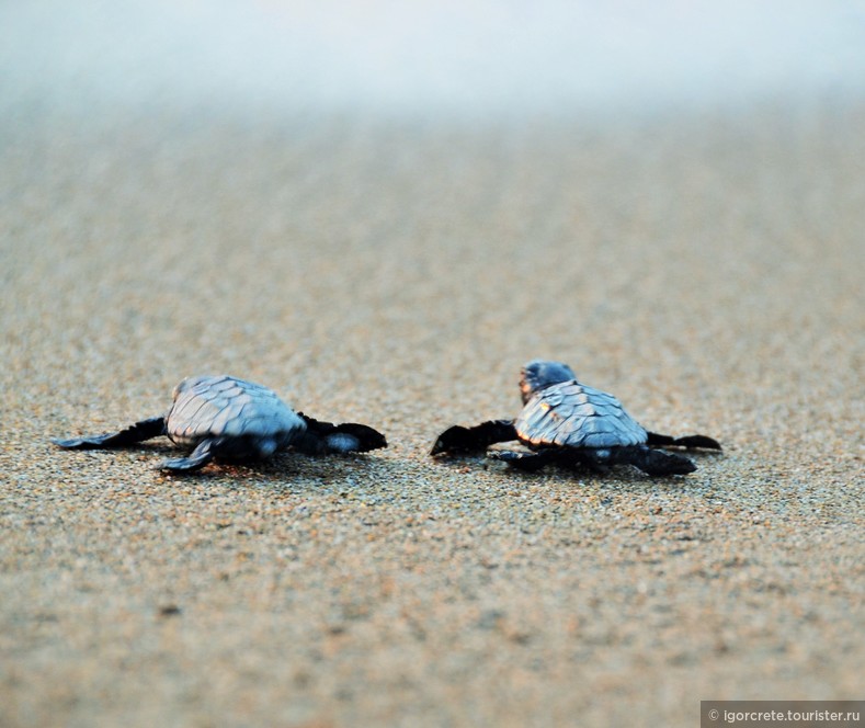 Дорога жизни. Рождение морских черепах. Caretta caretta