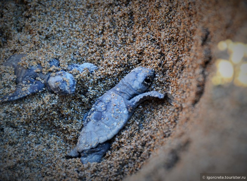 Дорога жизни. Рождение морских черепах. Caretta caretta