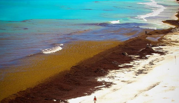Пляжи Канкуна страдают от водорослей 