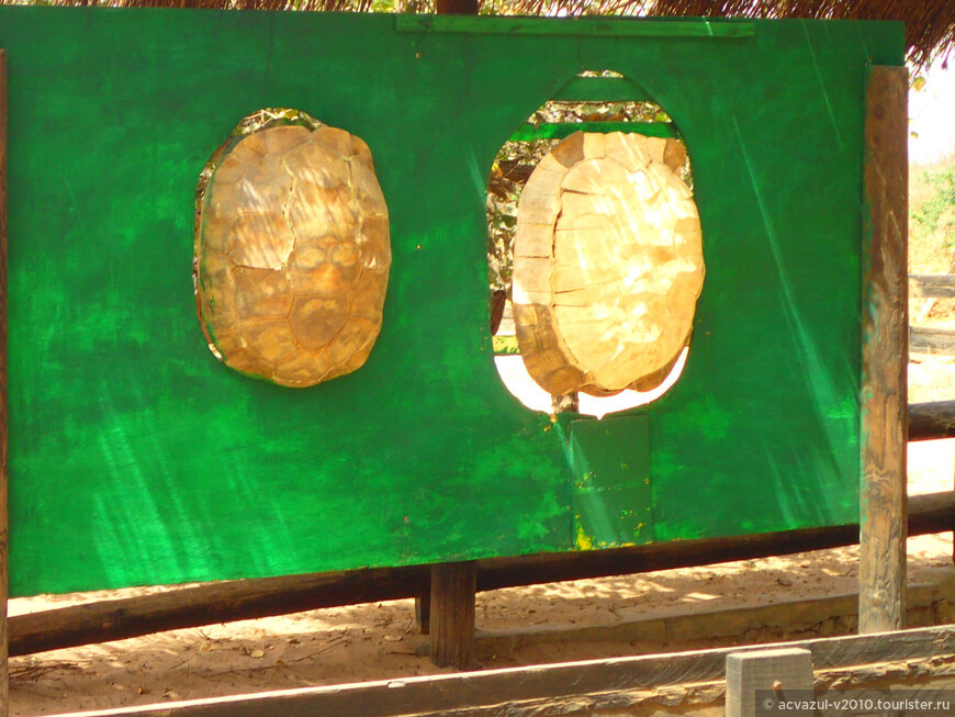Огромные черепахи Африки...