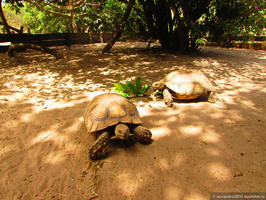 Огромные черепахи Африки...